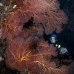 fan_sea_dr_mb_v_0271_png5470.jpg
